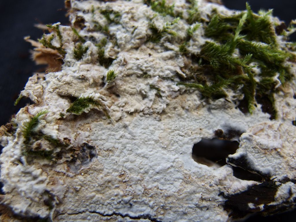 Crosta Bianca, forse Athelia?