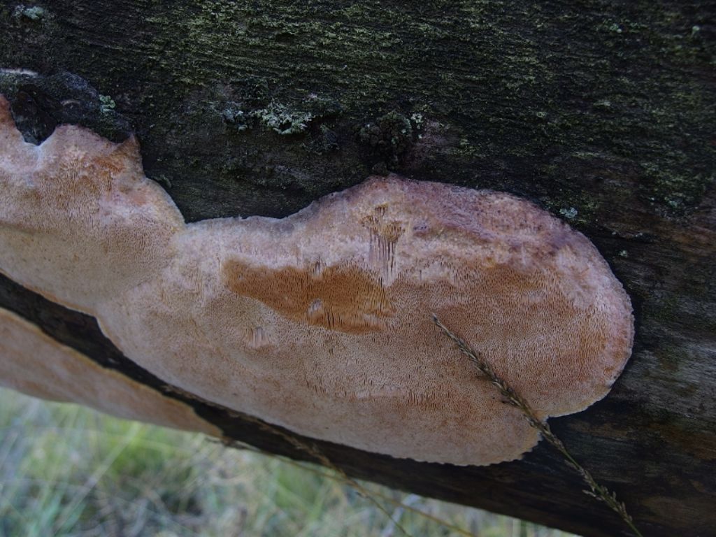 Poliporo arancione (Hapalopilus ochraceolateritius)