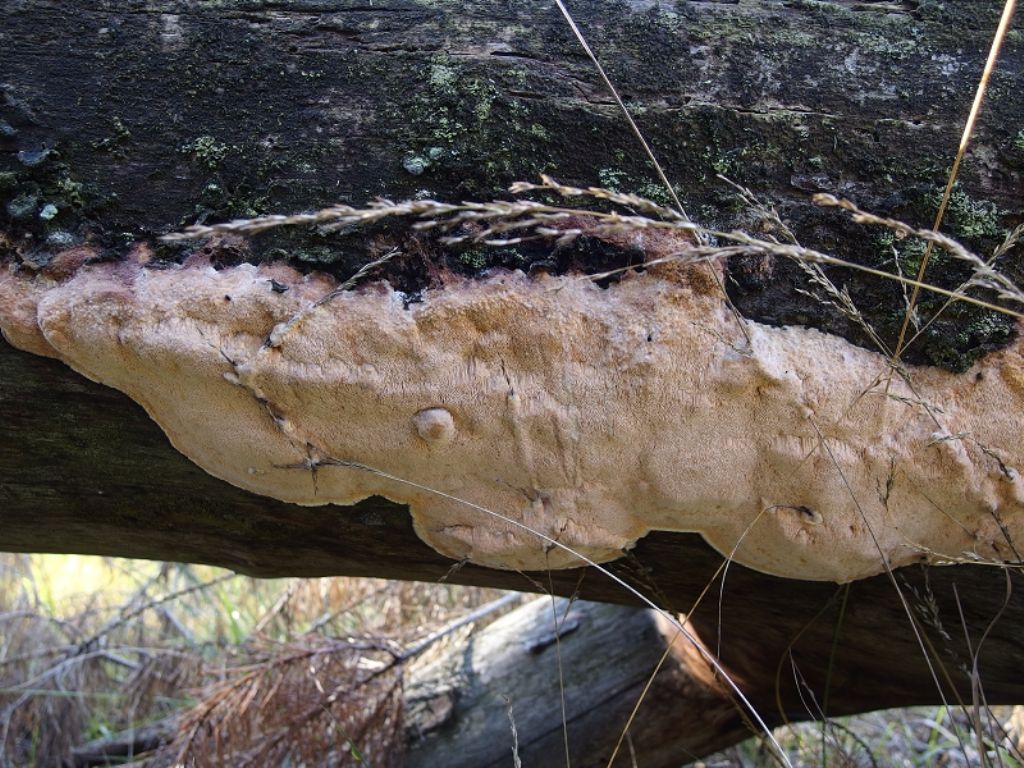 Poliporo arancione (Hapalopilus ochraceolateritius)