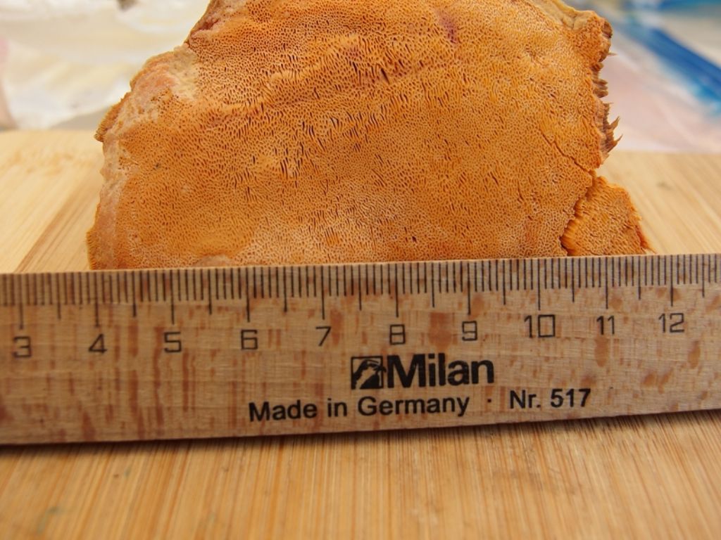 Poliporo arancione (Hapalopilus ochraceolateritius)