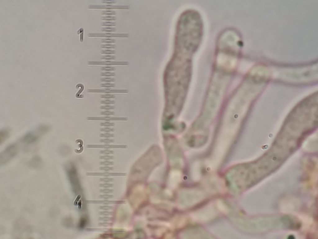 Poliporo arancione (Hapalopilus ochraceolateritius)