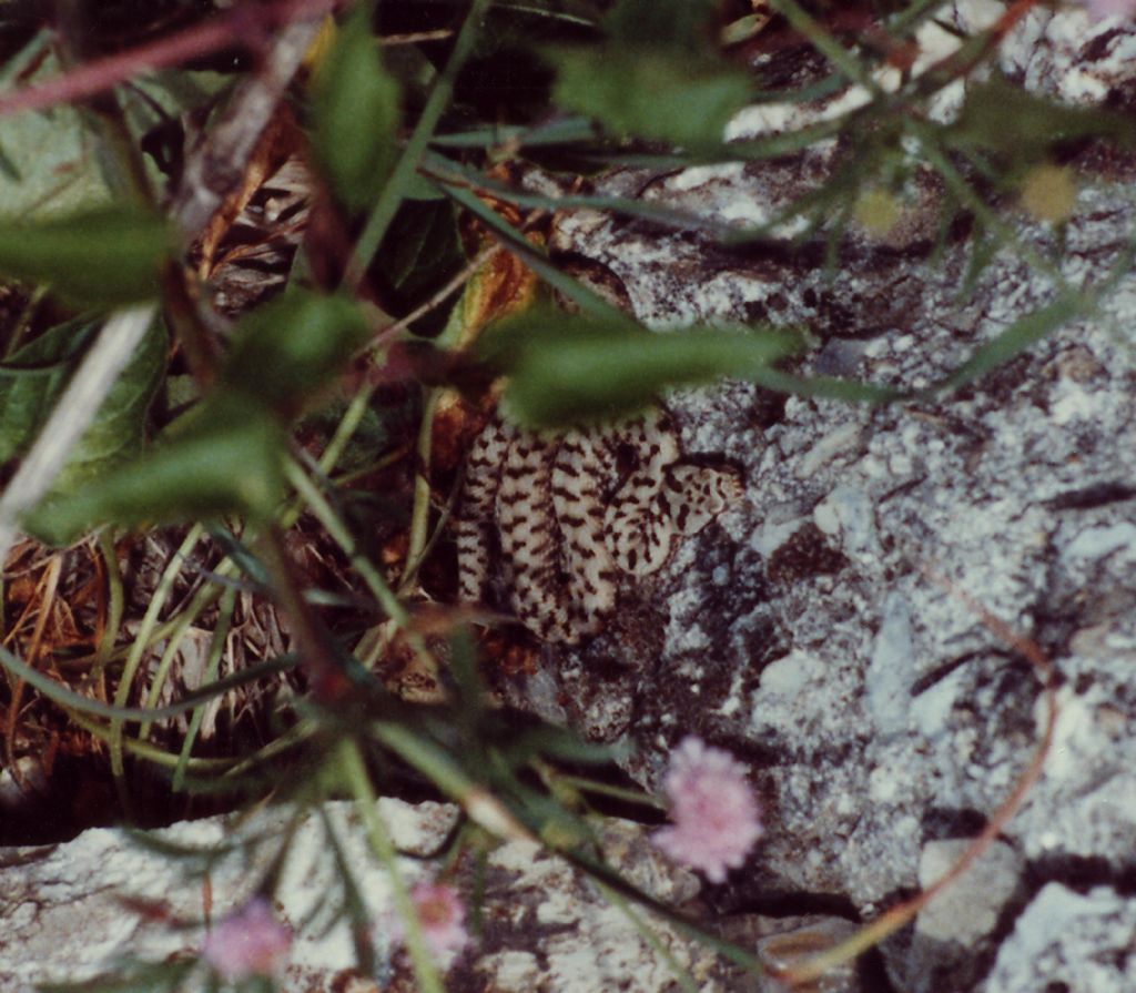 vipera