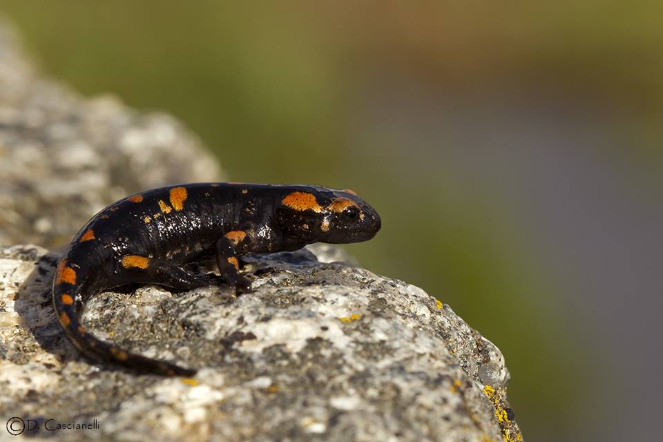 Salamandra salamandra bejarae