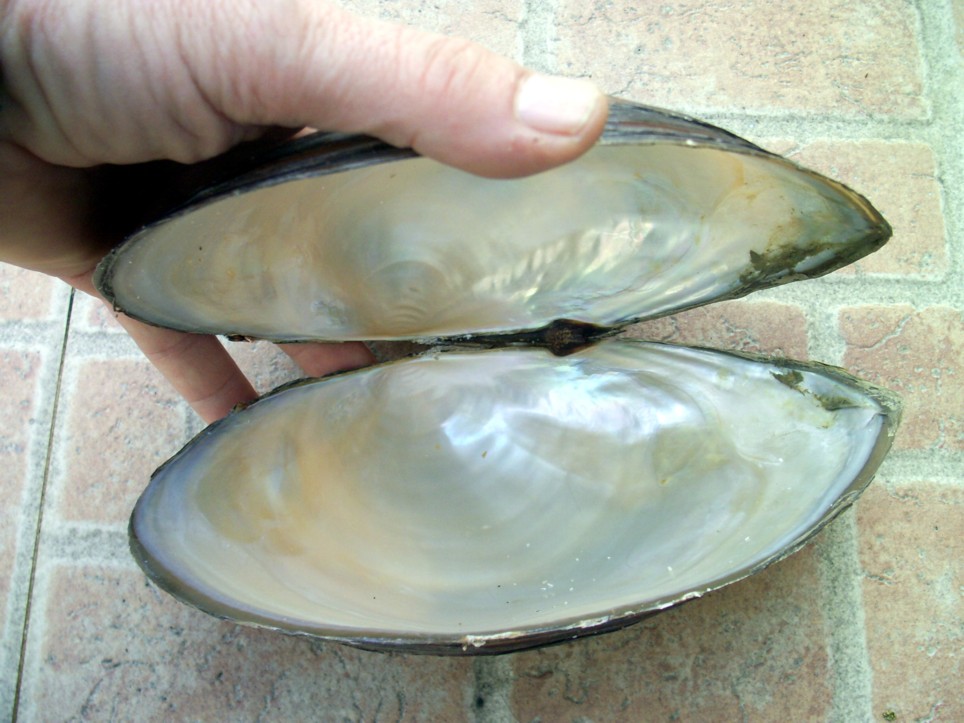 Anodonta in Italia centro-meridionale