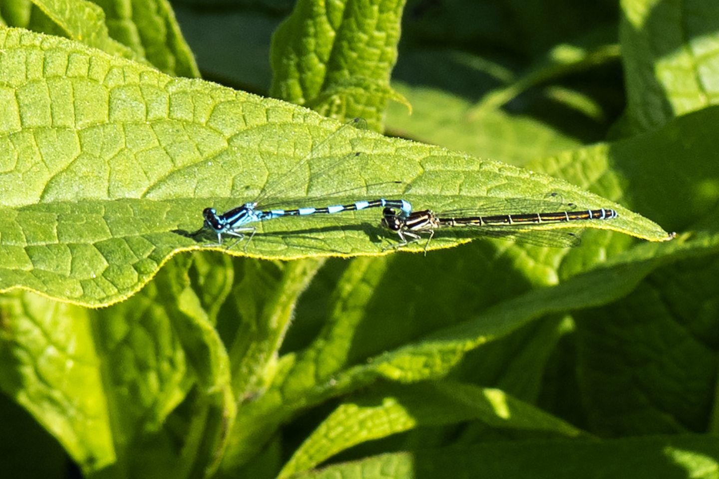 Coenagrion...???...Coenagrion mercuriale !