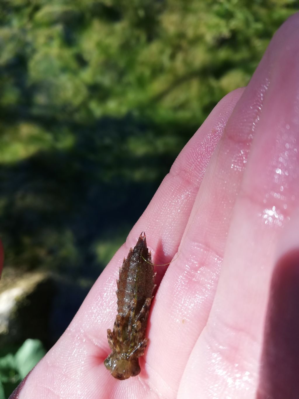In acque correnti: Larva di Aeshnidae?  S, di Boyeria irene