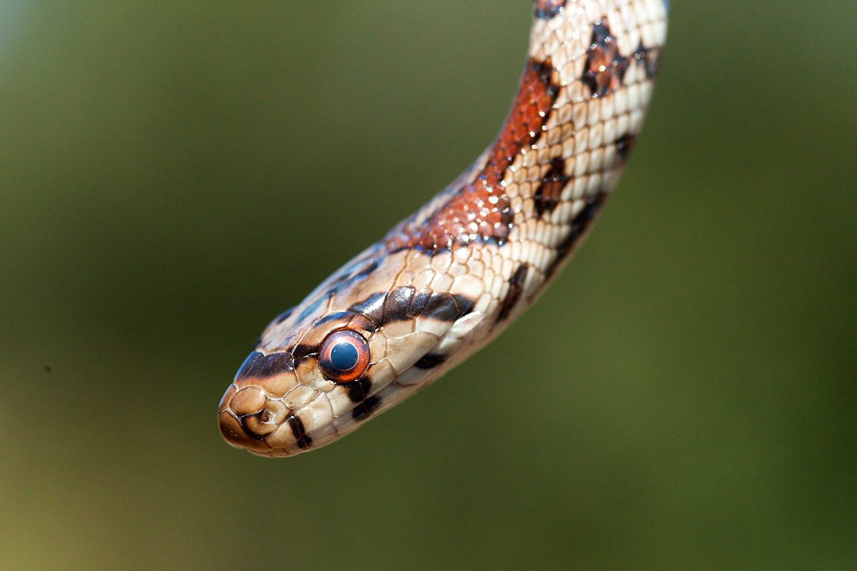 Colubro leopardino (Zamenis situla)