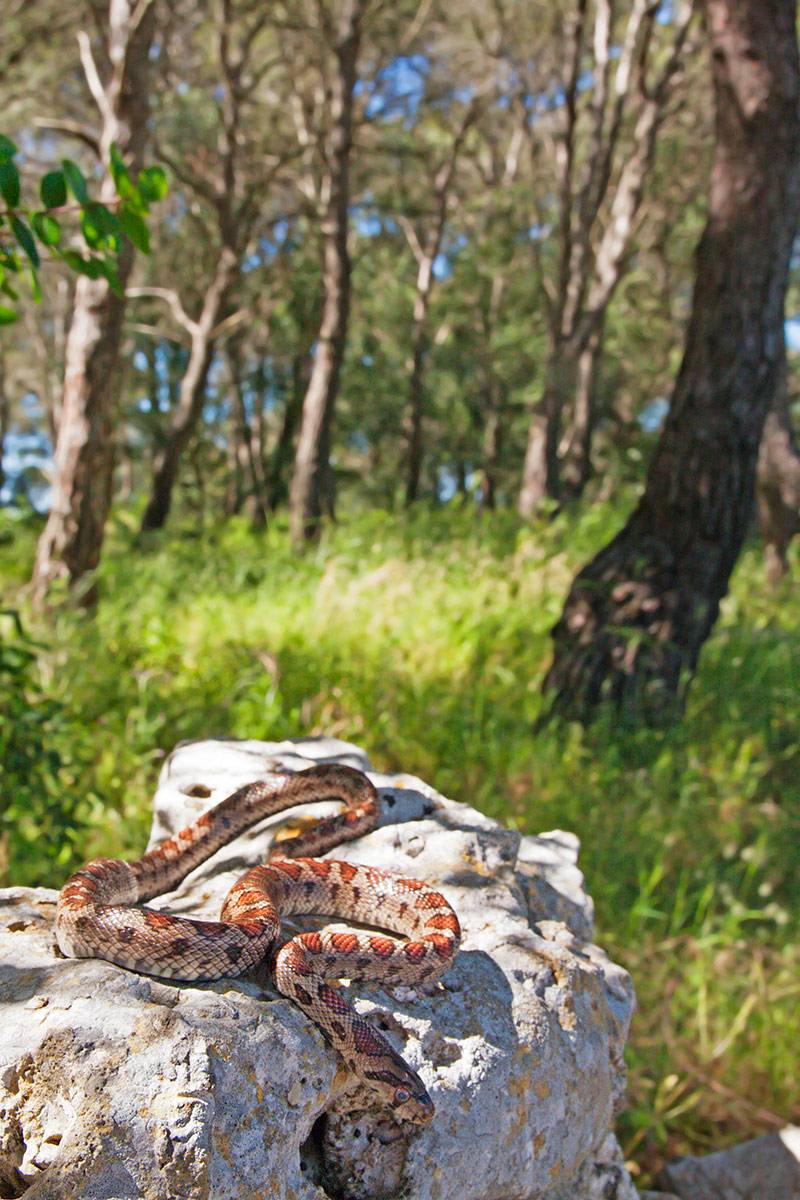 Colubro leopardino (Zamenis situla)