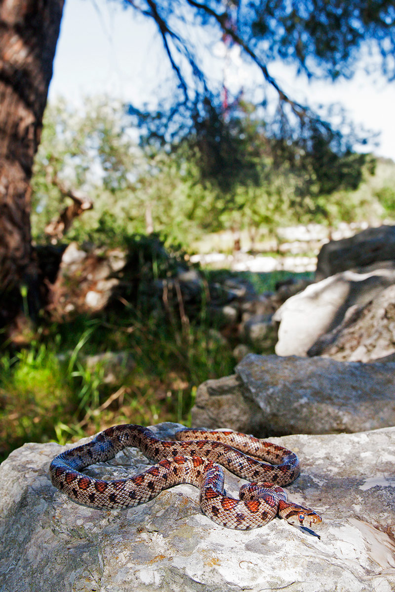 Colubro leopardino (Zamenis situla)
