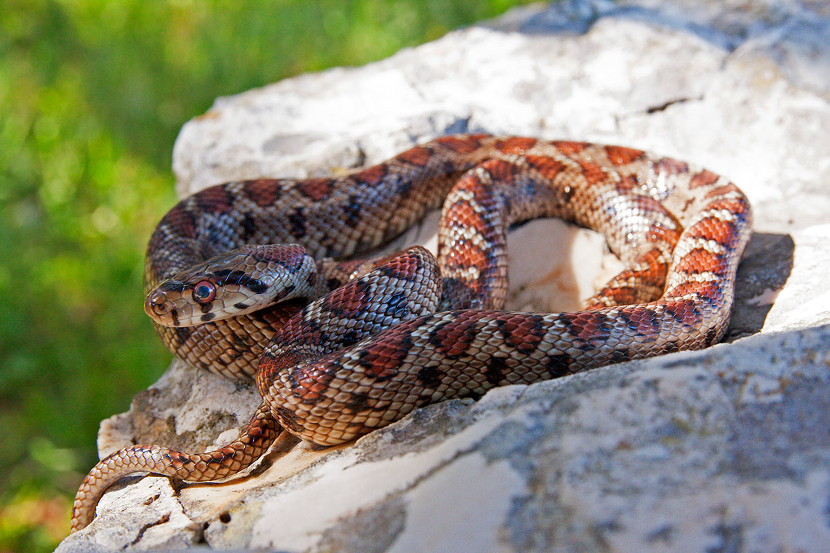 Colubro leopardino (Zamenis situla)
