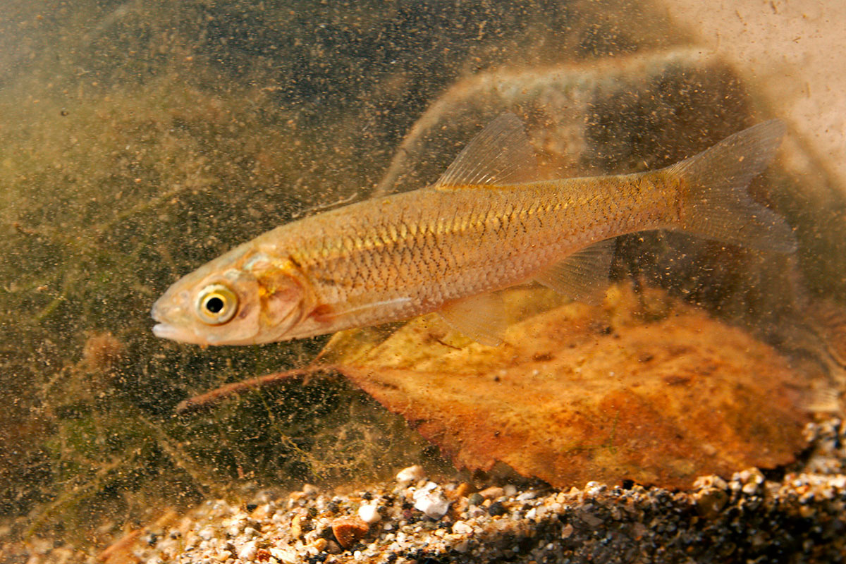 Endemici o transfaunati? Tre pesci dal fiume Amaseno