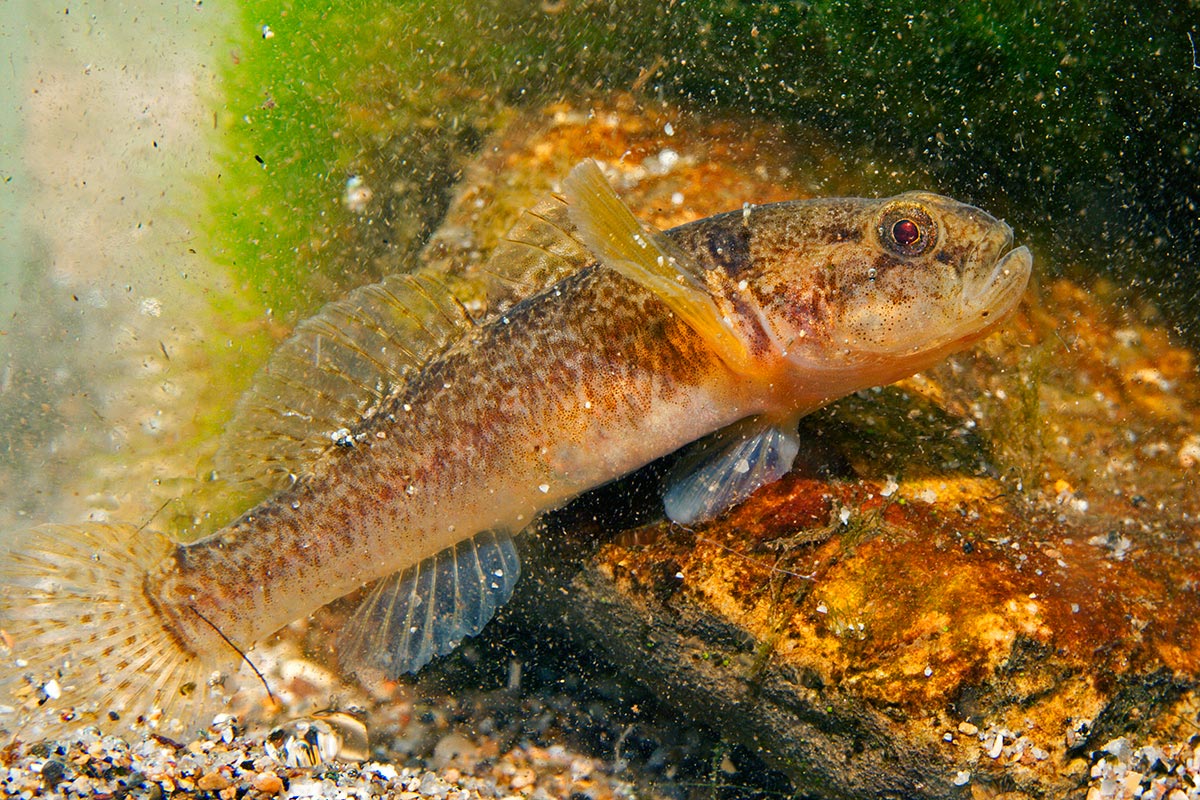 Endemici o transfaunati? Tre pesci dal fiume Amaseno