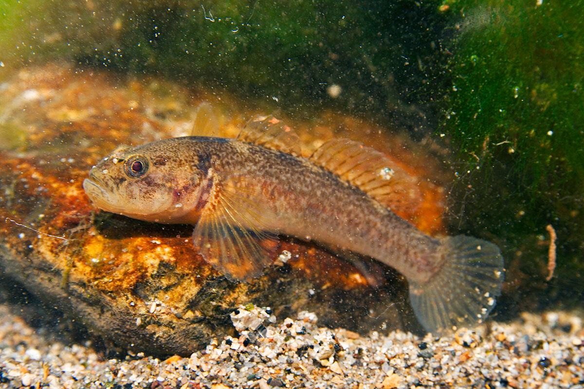 Endemici o transfaunati? Tre pesci dal fiume Amaseno
