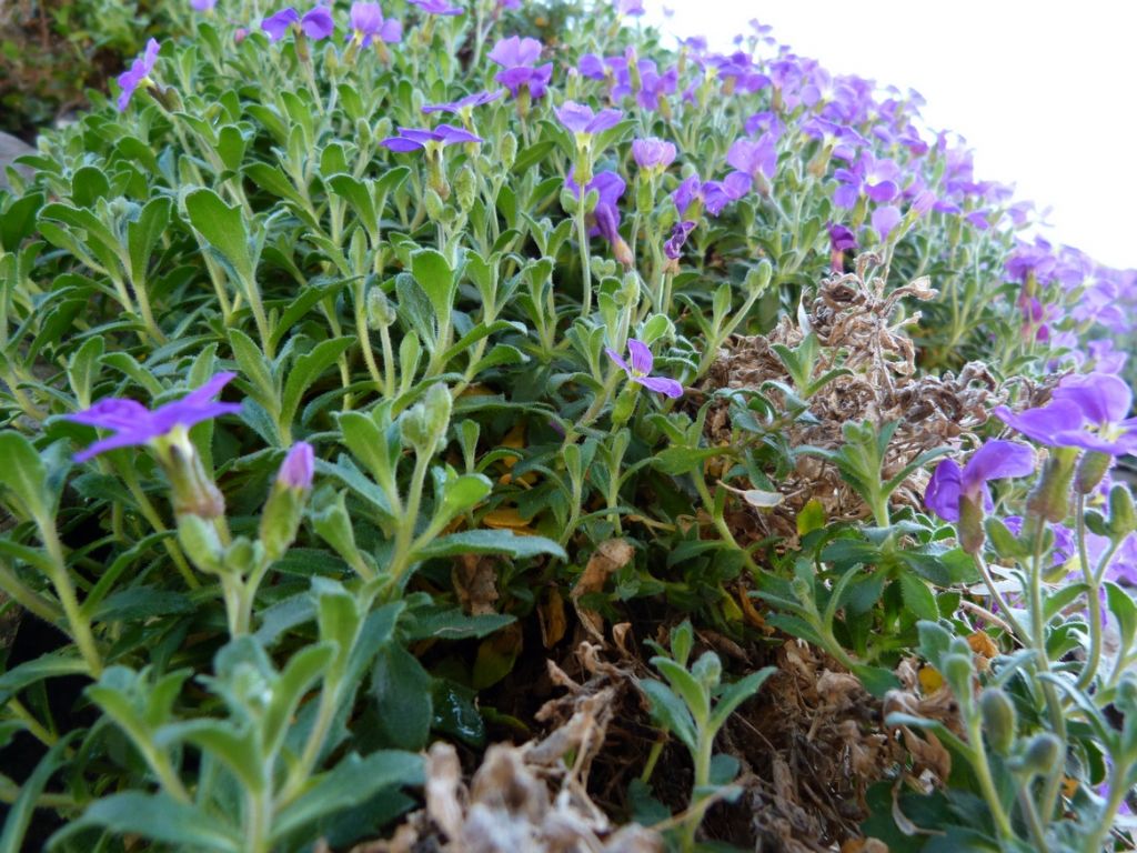 Aubrieta del lago di Como
