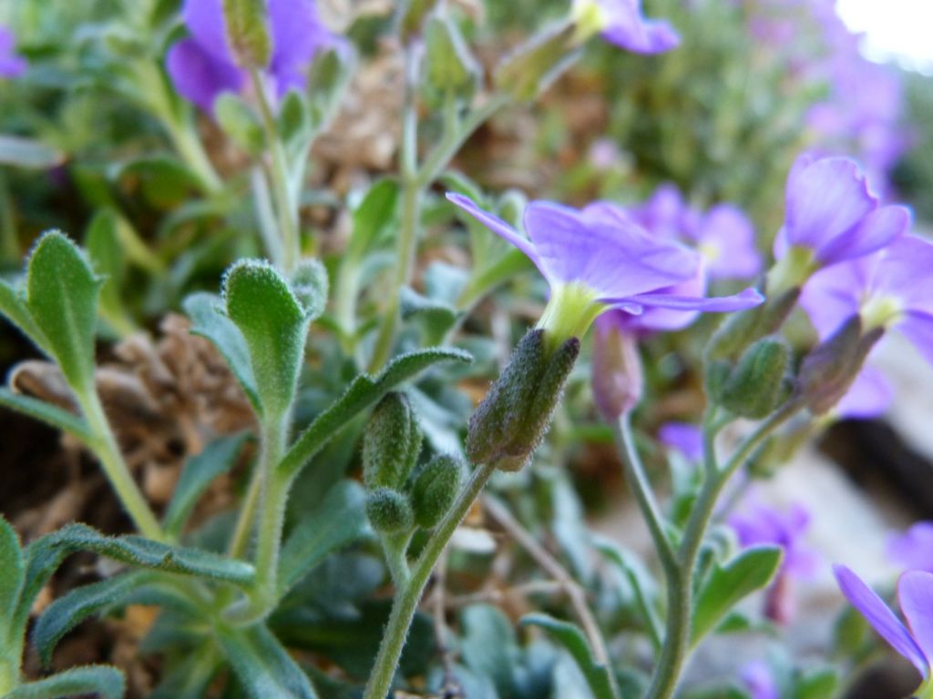 Aubrieta del lago di Como