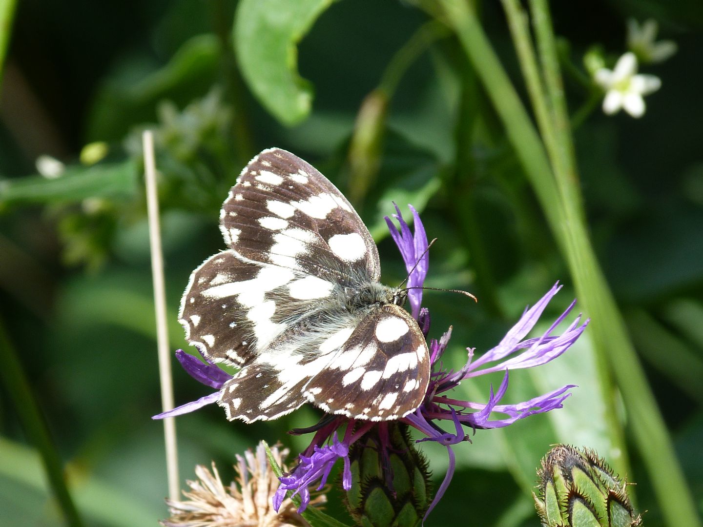 Nymphalidae: Melanargia galathea (Linnaeus, 1758)