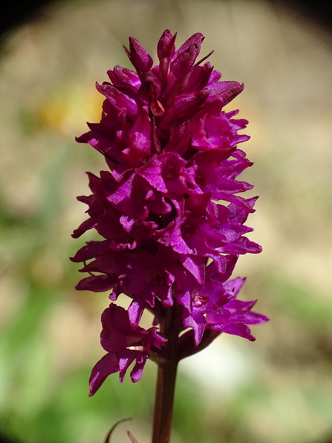 Gymnadenia rhellicani x conopsea