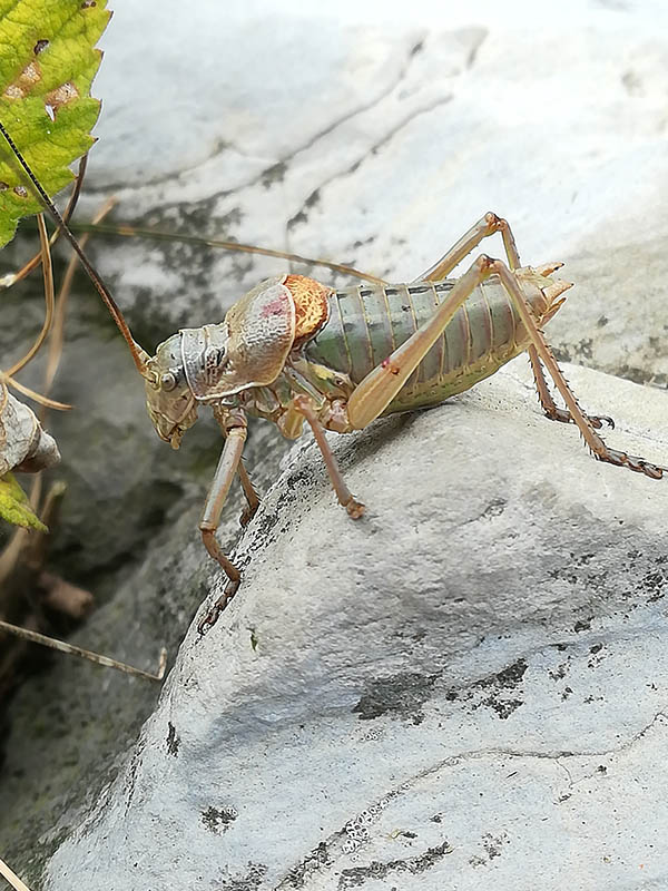 Ephippigercfr.  terrestris bormansi