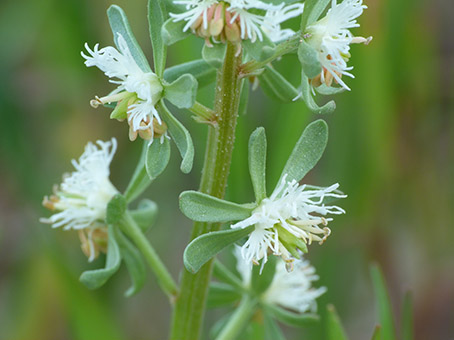 Reseda phyteuma / Reseda selvatica