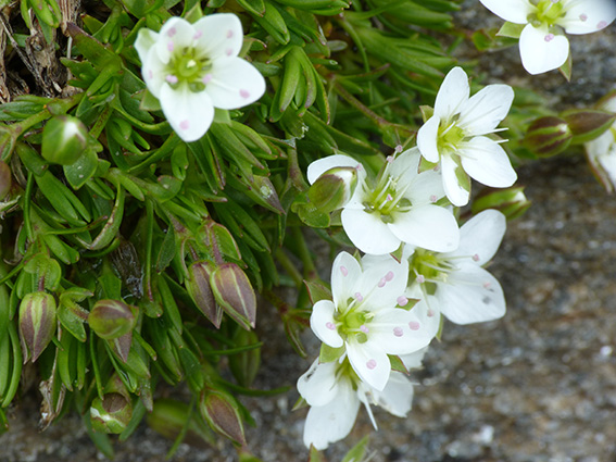 Minuartia verna