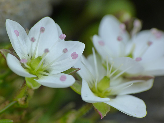 Minuartia verna