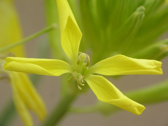 Erysimum  sp.