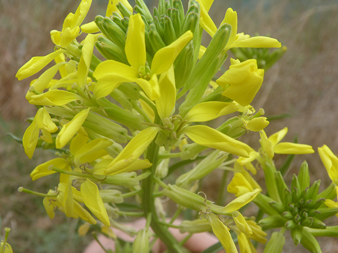Erysimum  sp.