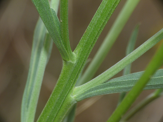 Erysimum  sp.