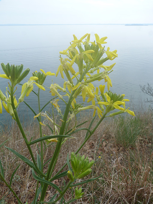 Erysimum  sp.