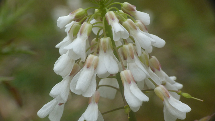 Sui colli Berici - Arabis glabra