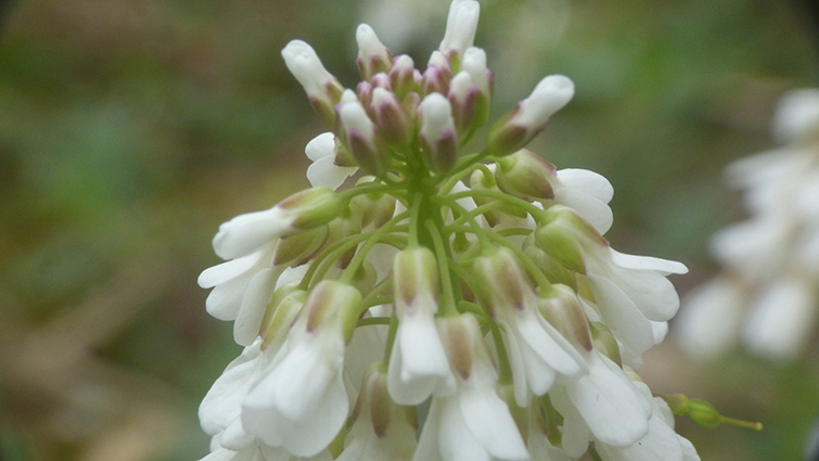 Sui colli Berici - Arabis glabra