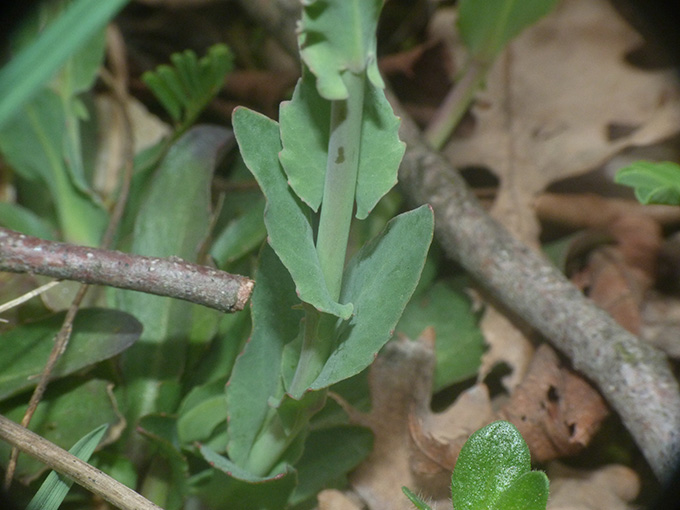 Sui colli Berici - Arabis glabra