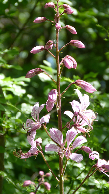 Orchidee (e non solo) dei Colli Berici