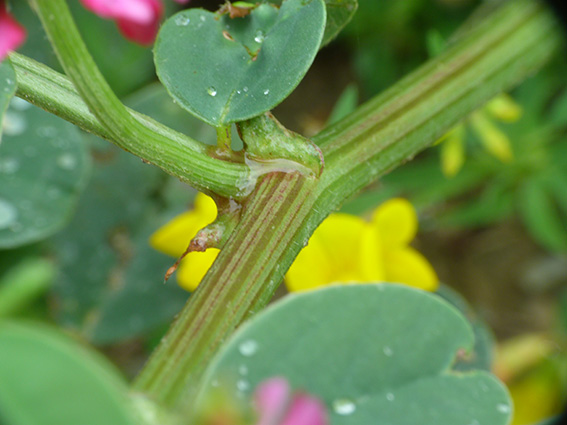 Sulla coronaria / Sulla comune