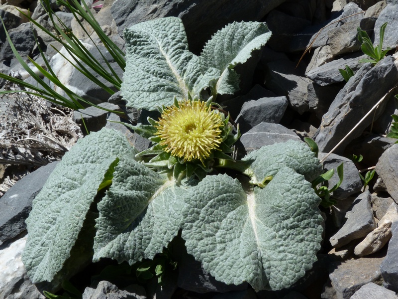 Berardia lanuginosa (=B.subacaulis) / Berardia