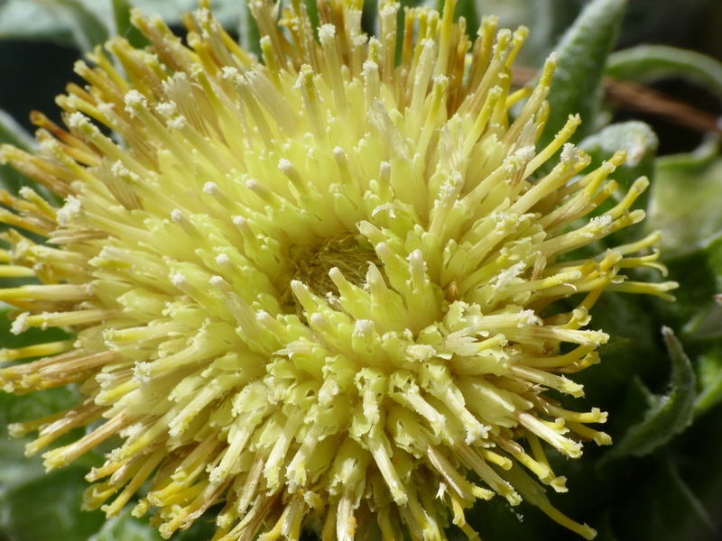 Berardia lanuginosa (=B.subacaulis) / Berardia