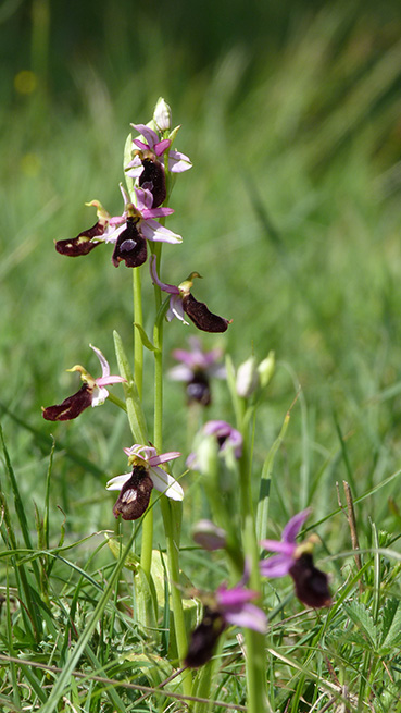 Orchidee (e non solo) dei Colli Berici