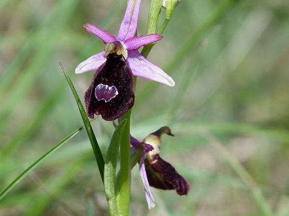 Orchidee (e non solo) dei Colli Berici