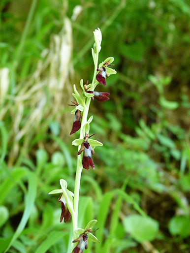 Orchidee (e non solo) dei Colli Berici