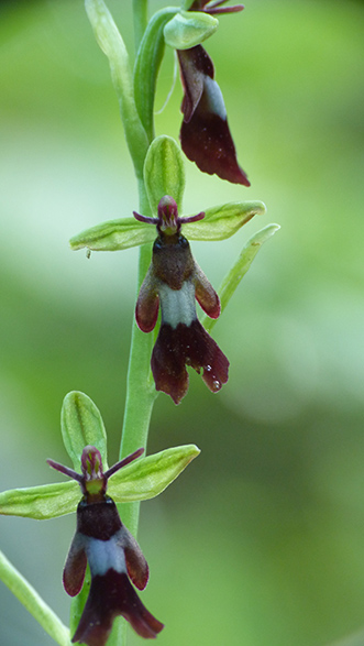 Orchidee (e non solo) dei Colli Berici