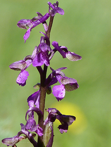 Orchidee (e non solo) dei Colli Berici