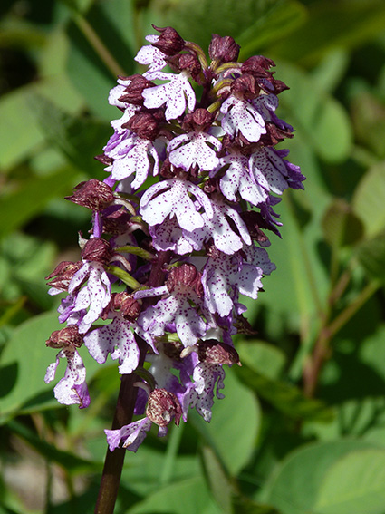 Orchidee (e non solo) dei Colli Berici