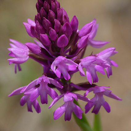 Orchidee (e non solo) dei Colli Berici