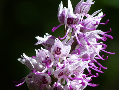 Orchidee (e non solo) dei Colli Berici