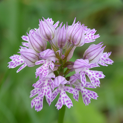 Orchidee (e non solo) dei Colli Berici