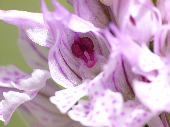 Orchidee (e non solo) dei Colli Berici