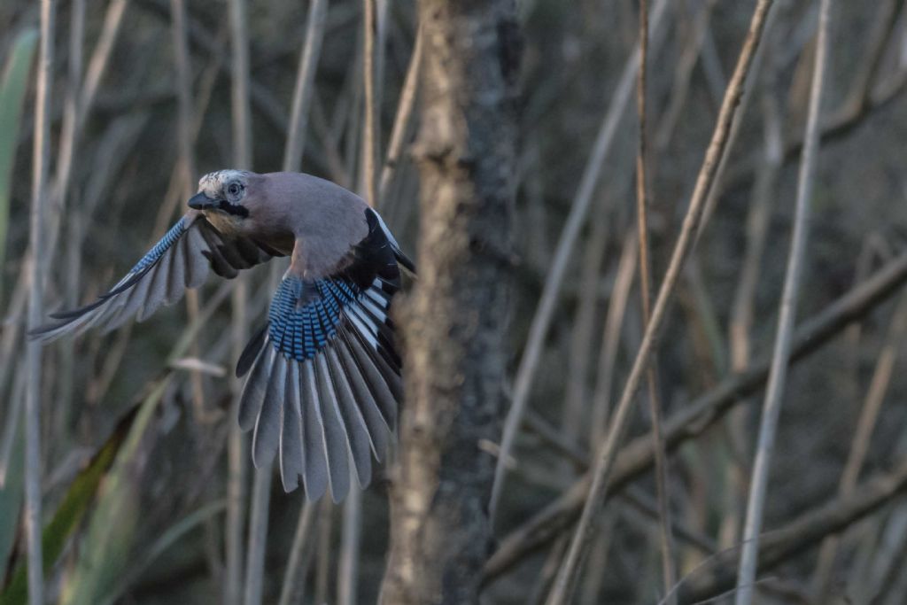 Ghiandaia (Garrulus glandarius)