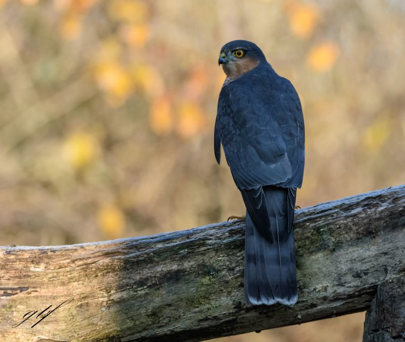 Sparviere (Accipiter nisus), maschio