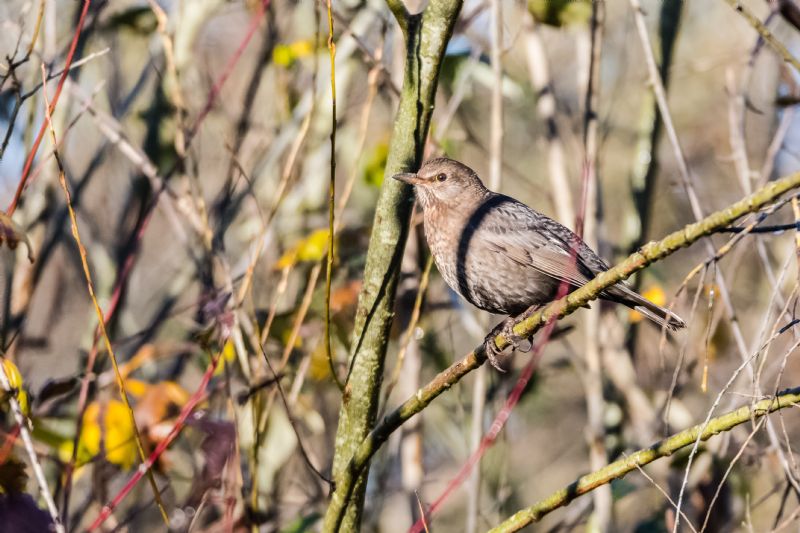 Merlo juv ?  No, Merlo femmina (Turdus merula)