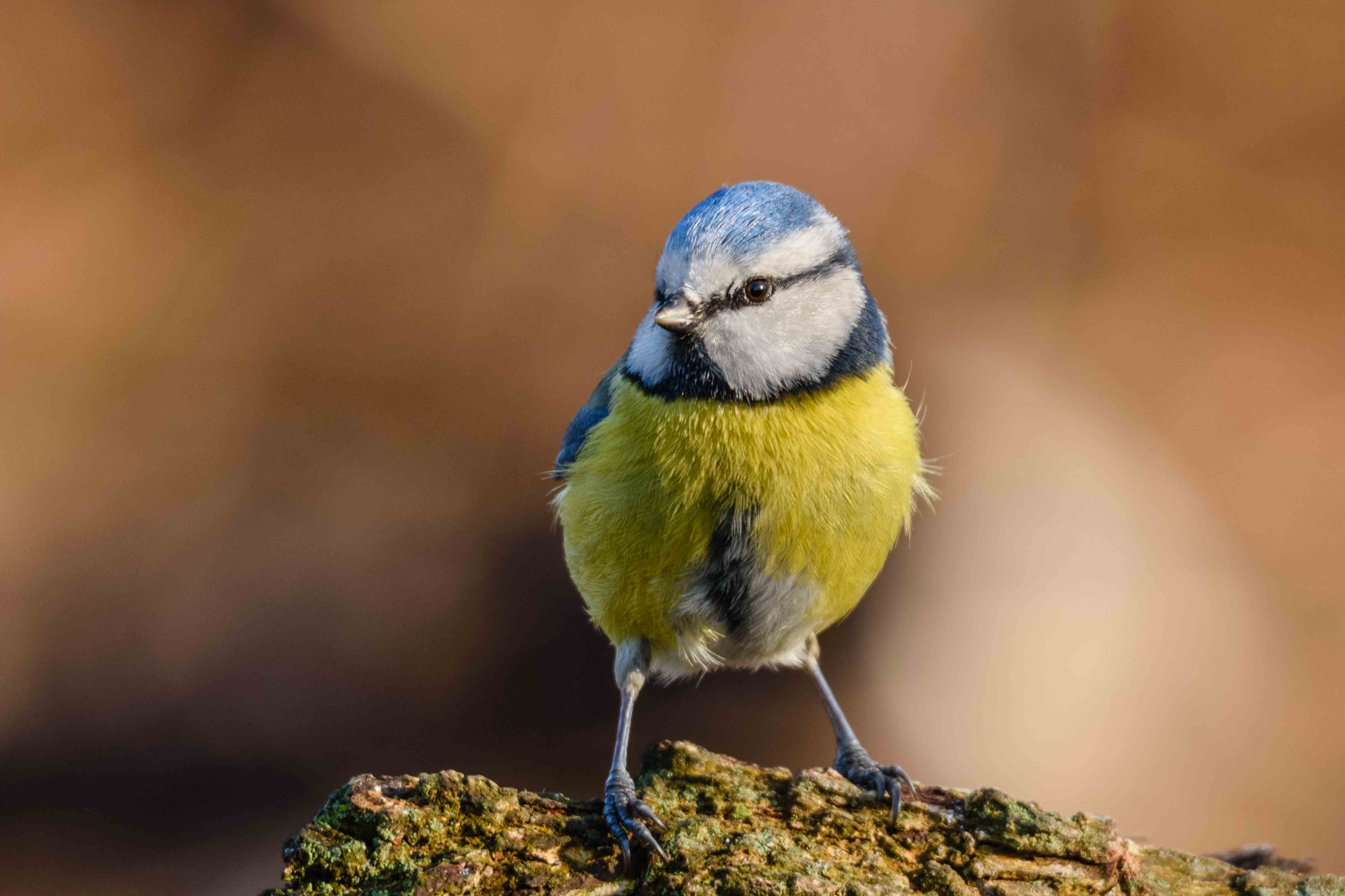 Cinciarella  (Cyanistes caeruleus)